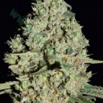 An image of Auto Bubblegum Extra