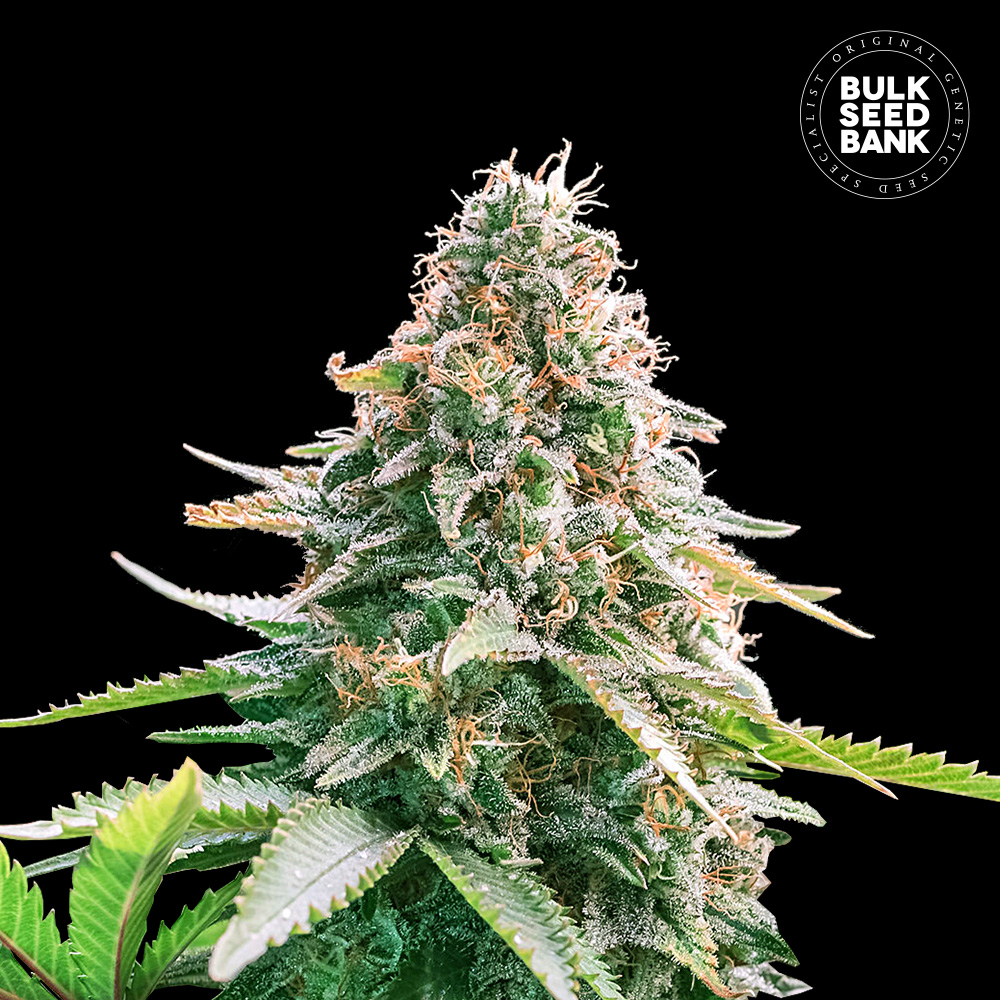 An image of Auto Gelato Samba