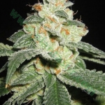 An image of Auto Good Wild Shark