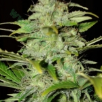 An image of Auto Hindu Kush