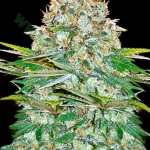 An image of Auto Jack Herer