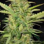 An image of Auto Lime Skunk