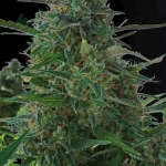 An image of Auto NY Diesel