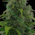 An image of Auto Northern Light