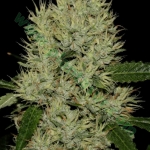 An image of Auto Og Kush