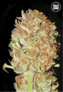 An image of Auto Psychedelic