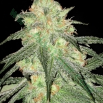 An image of Auto Sour Diesel