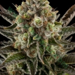 An image of Auto White Widow