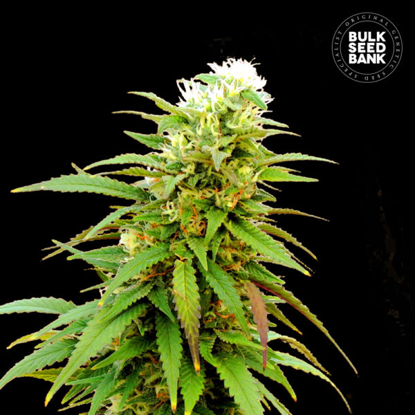 An image of Auto Zkittly Zi Zi
