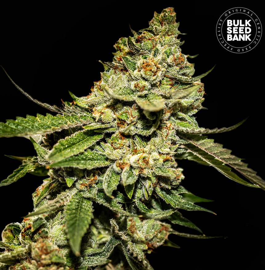 An image of Bruce Banner #5