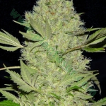 An image of Chronical