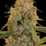 An image of Cocopopo