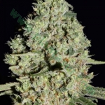 An image of Critical