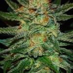 An image of Dark Domina