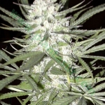 An image of Early Top Skunk