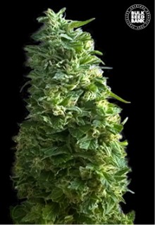 An image of Lime Skunk