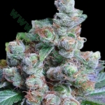An image of NY Diesel