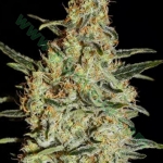 An image of New's Haze
