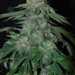 An image of OG Kush