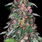 An image of Original Orange Bud