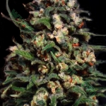 An image of Skunk #99