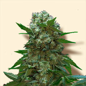 An image of AK 47