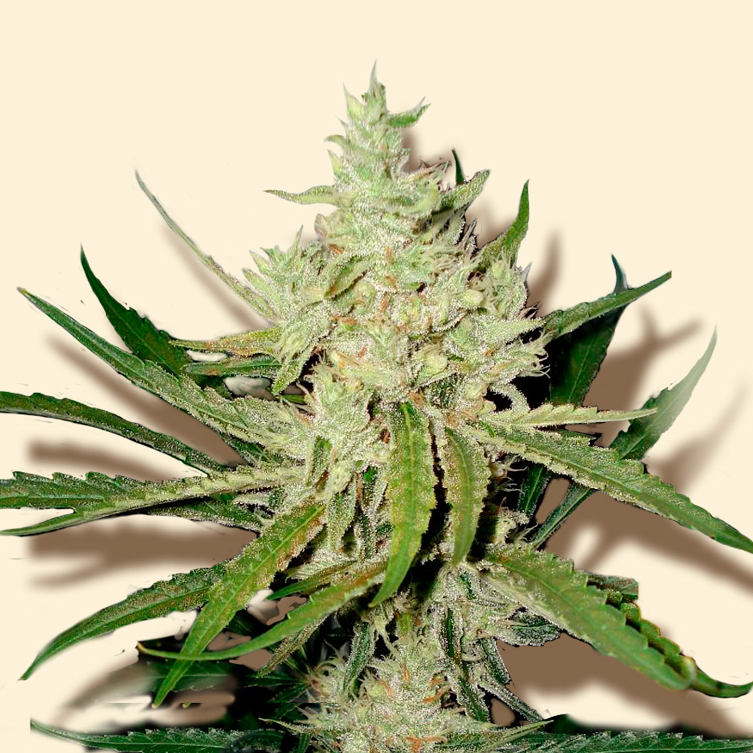 An image of Amnesia Haze