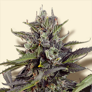An image of Auto Blueberry