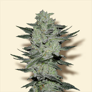 An image of Auto Jack Herer