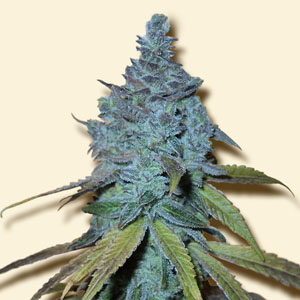An image of Auto Northern Light