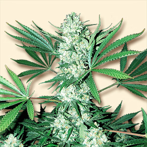 An image of Auto White Widow