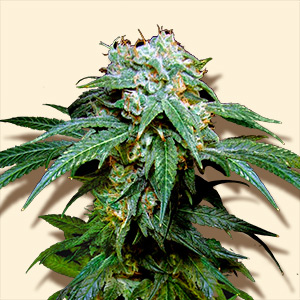 An image of Black Widow