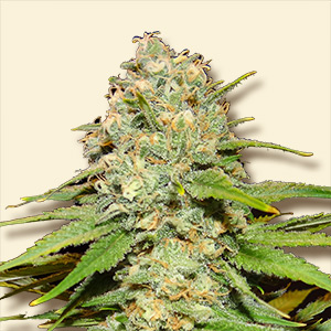 An image of Blueberry