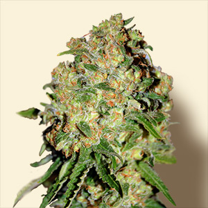 An image of Critical+