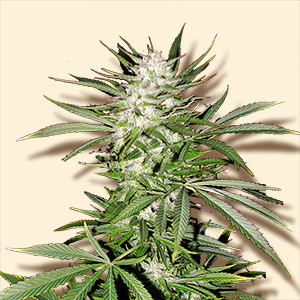 An image of Early Skunk