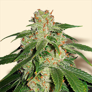 An image of Jack Herer