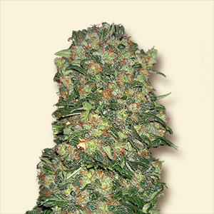 An image of NY Diesel