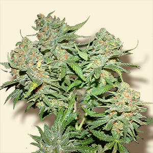 An image of Skunk #1