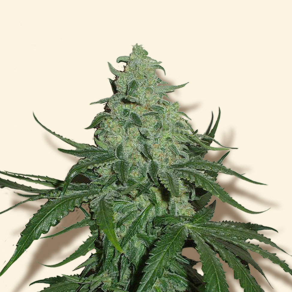 An image of Super Skunk
