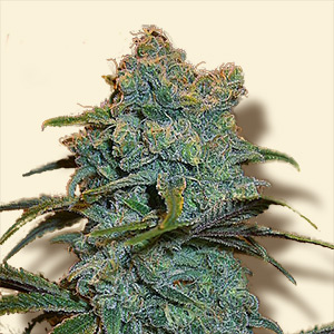 An image of TrainWreck
