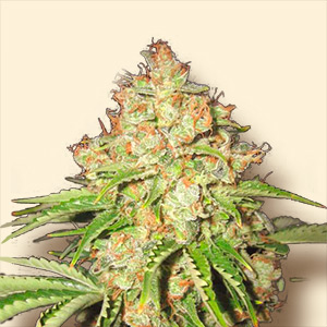 An image of White Russian