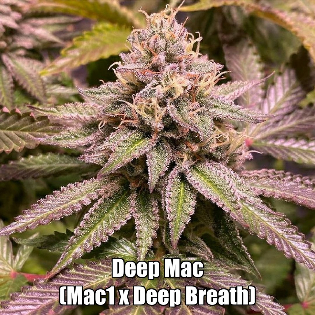 An image of Deep Mac