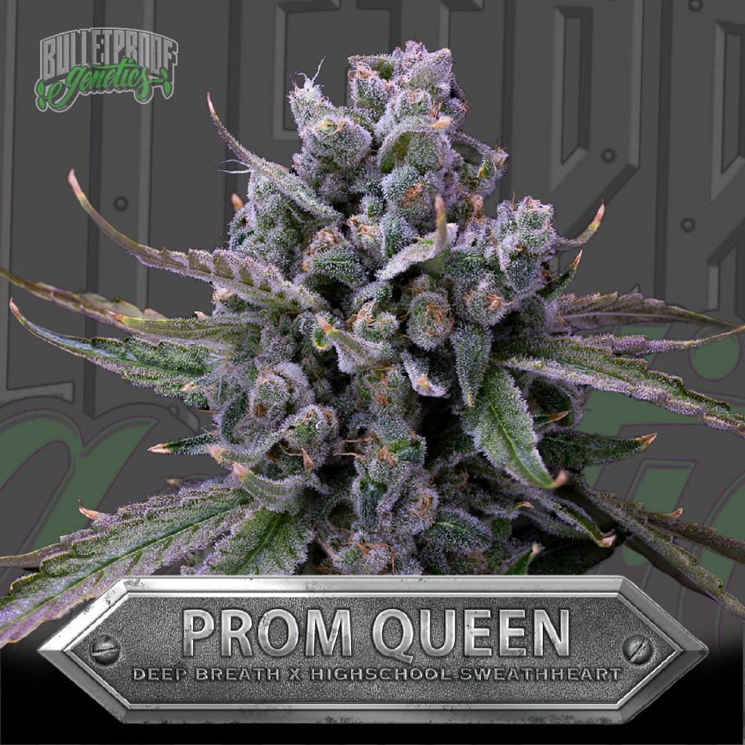 An image of Prom Queen