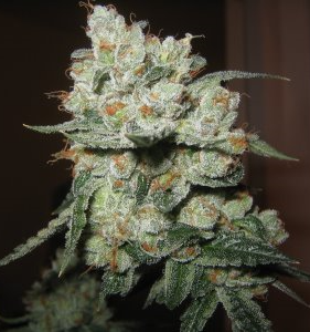 An image of Fire OG Kush