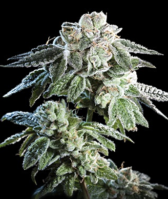 An image of Girl Scout Cookies