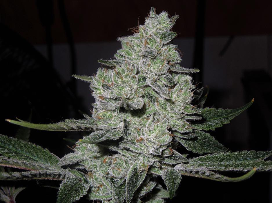 An image of Gorilla Glue #4