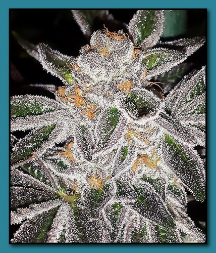An image of Key Lime Pie