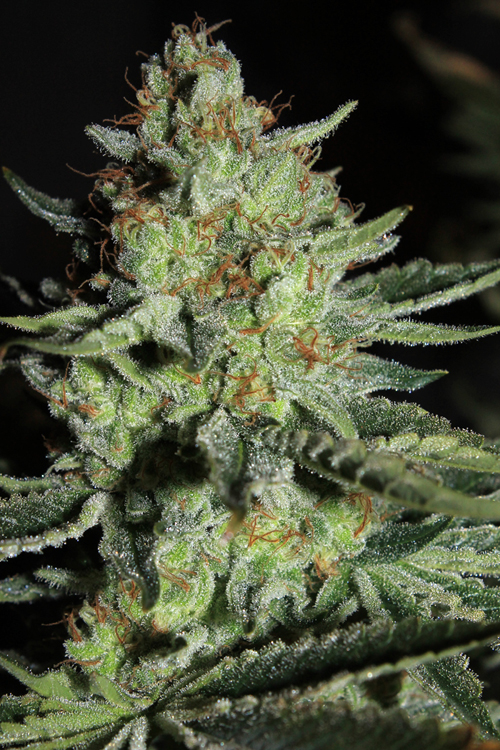 An image of Sour Diesel