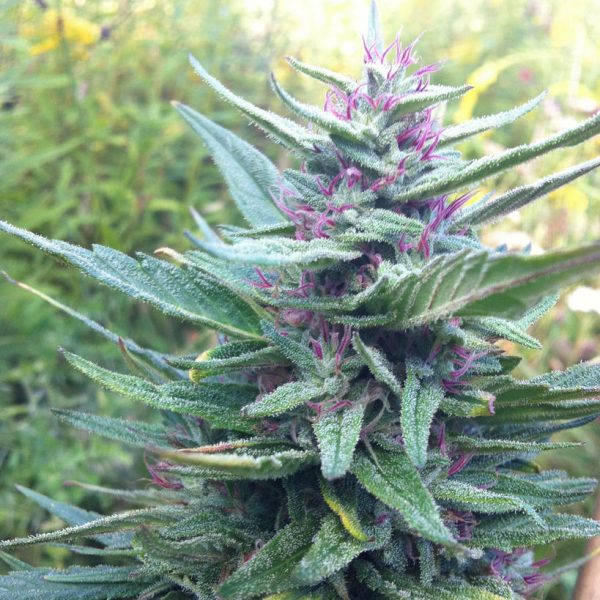 An image of BC Haze #1 x Freezeland
