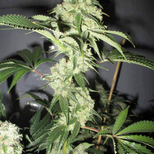 An image of Black Bear Kush
